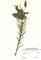 藏品(臺灣馬桑)的圖片